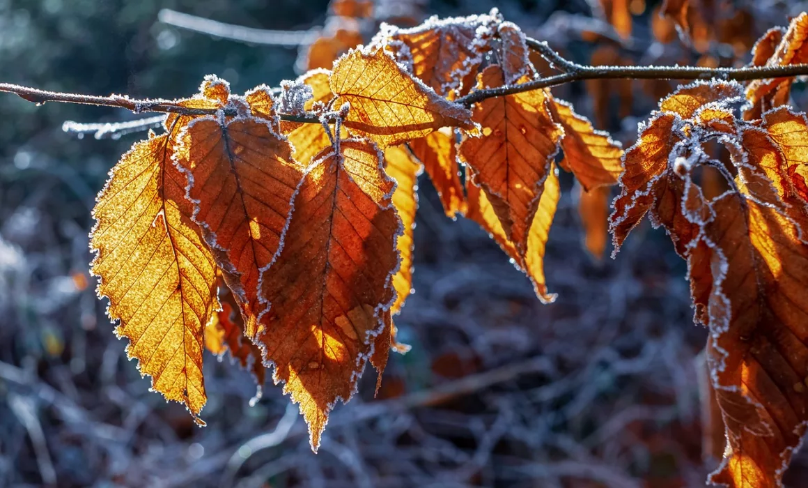 Le froid va s'inviter prochainement sur l'Alsace, Champagne-Ardenne et Lorraine.